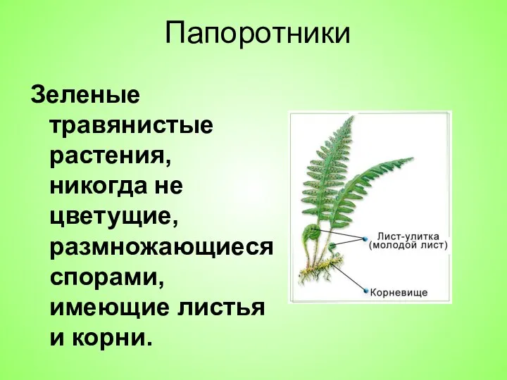 Зеленые травянистые растения, никогда не цветущие, размножающиеся спорами, имеющие листья и корни. Папоротники