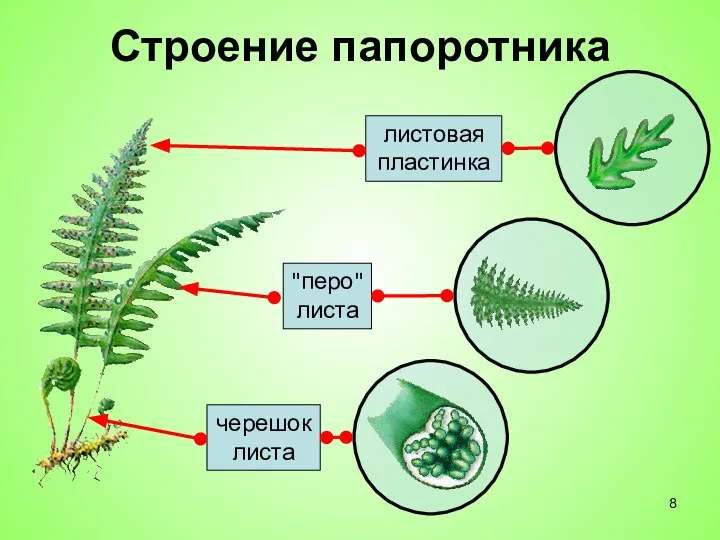 Строение папоротника