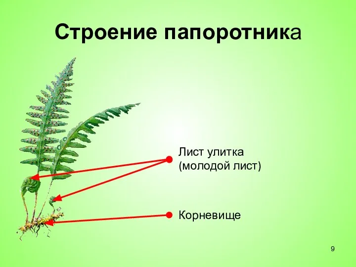 Строение папоротника