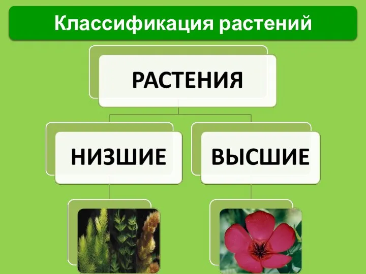Классификация растений