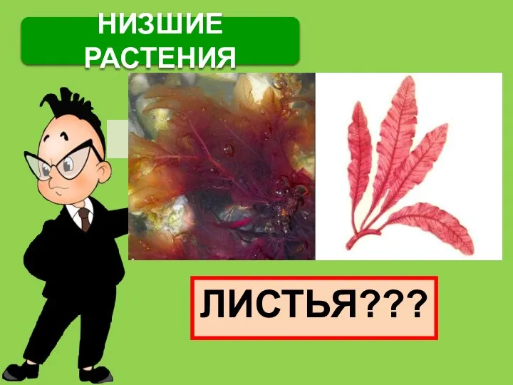 НИЗШИЕ РАСТЕНИЯ ЛИСТЬЯ???