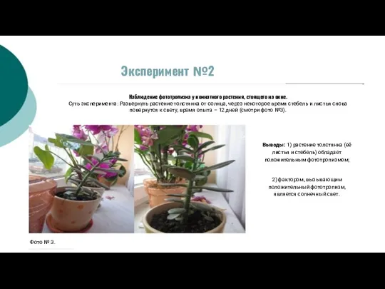 Эксперимент №2 Наблюдение фототропизма у комнатного растения, стоящего на окне. Суть эксперимента: