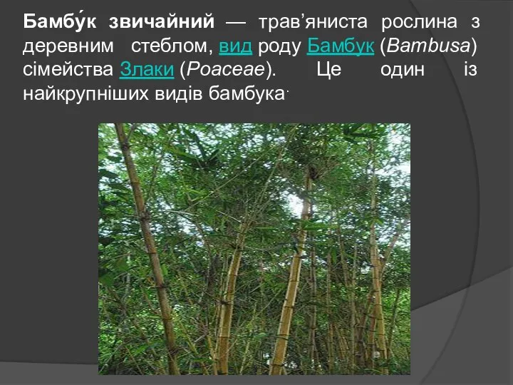 Бамбу́к звичайний — трав’яниста рослина з деревним стеблом, вид роду Бамбук (Bambusa)