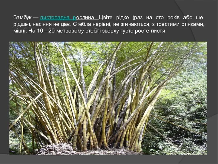 Бамбук — листопадна рослина. Цвіте рідко (раз на сто років або ще