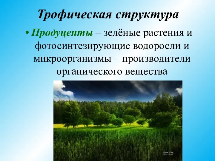 Трофическая структура Продуценты – зелёные растения и фотосинтезирующие водоросли и микроорганизмы – производители органического вещества