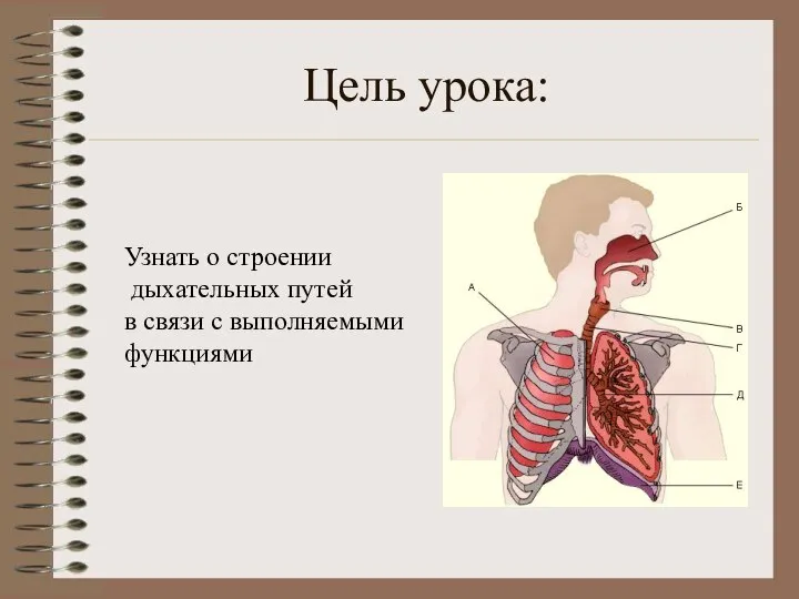 Цель урока: Узнать о строении дыхательных путей в связи с выполняемыми функциями