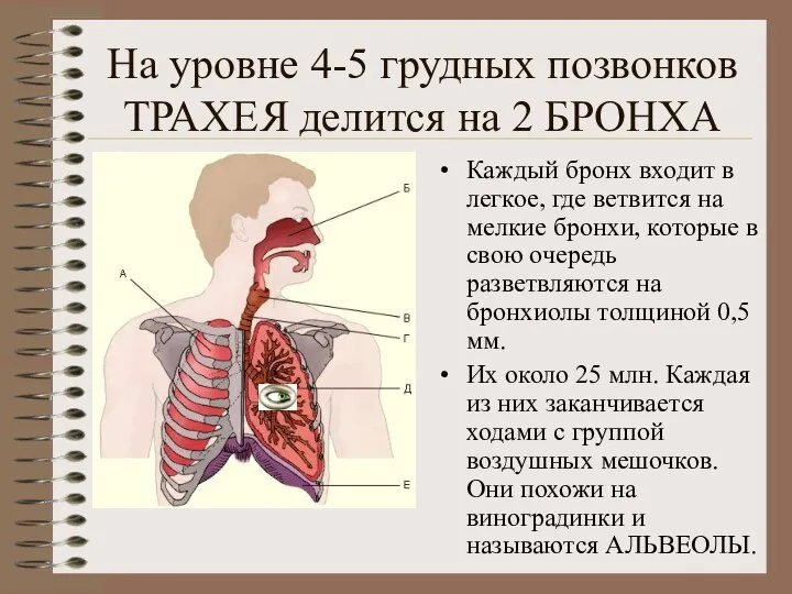 На уровне 4-5 грудных позвонков ТРАХЕЯ делится на 2 БРОНХА Каждый бронх