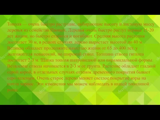 Тополя — очень быстро растущие, набирающие высоту и листовую массу деревья из