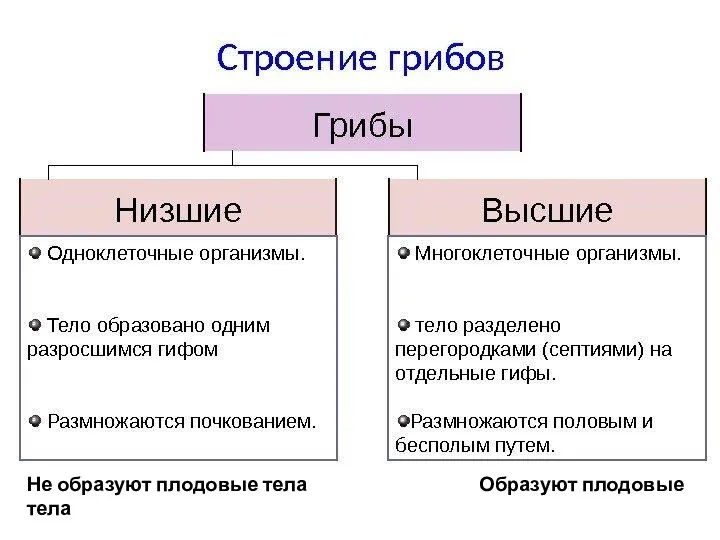 Не образуют плодовые тела Образуют плодовые тела