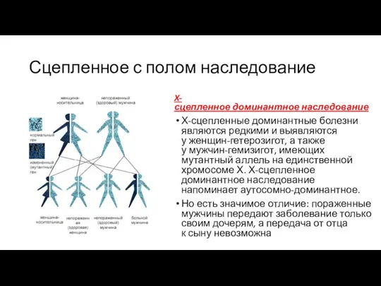 Сцепленное с полом наследование X-сцепленное доминантное наследование Х-сцепленные доминантные болезни являются редкими