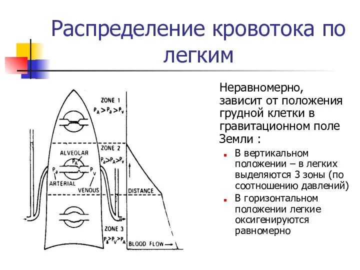 Распределение кровотока по легким Неравномерно, зависит от положения грудной клетки в гравитационном