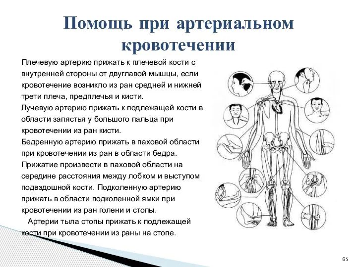 Помощь при артериальном кровотечении Плечевую артерию прижать к плечевой кости с внутренней