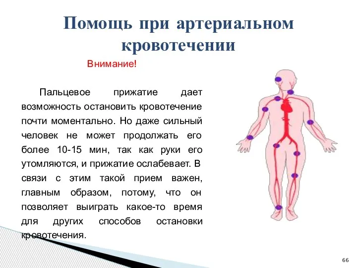 Помощь при артериальном кровотечении Внимание! Пальцевое прижатие дает возможность остановить кровотечение почти