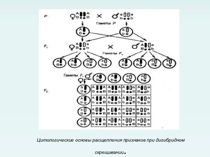 Цитологические основы расщепления признаков при дигибридном скрещивании.