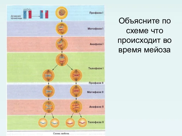 Объясните по схеме что происходит во время мейоза