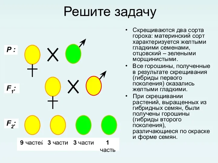 Решите задачу Скрещиваются два сорта гороха: материнский сорт характеризуется желтыми гладкими семенами,