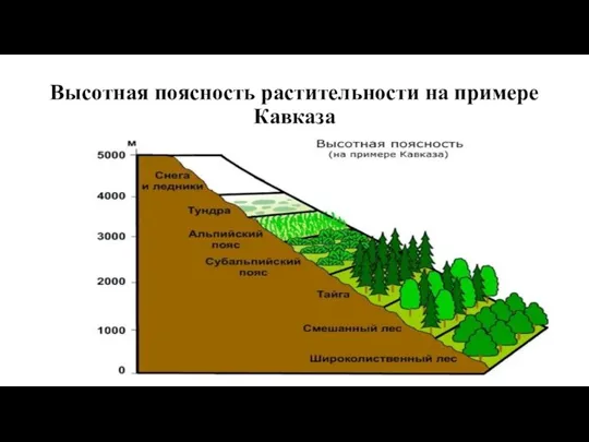 Высотная поясность растительности на примере Кавказа