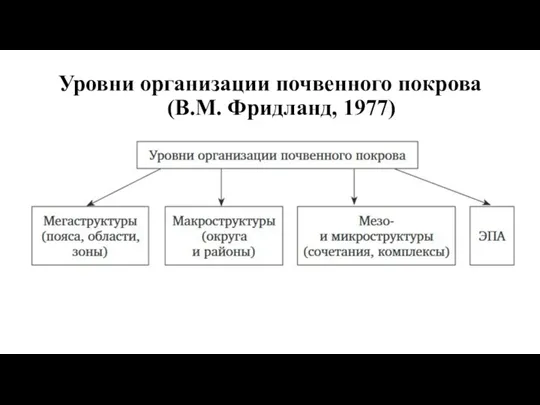 Уровни организации почвенного покрова (В.М. Фридланд, 1977)