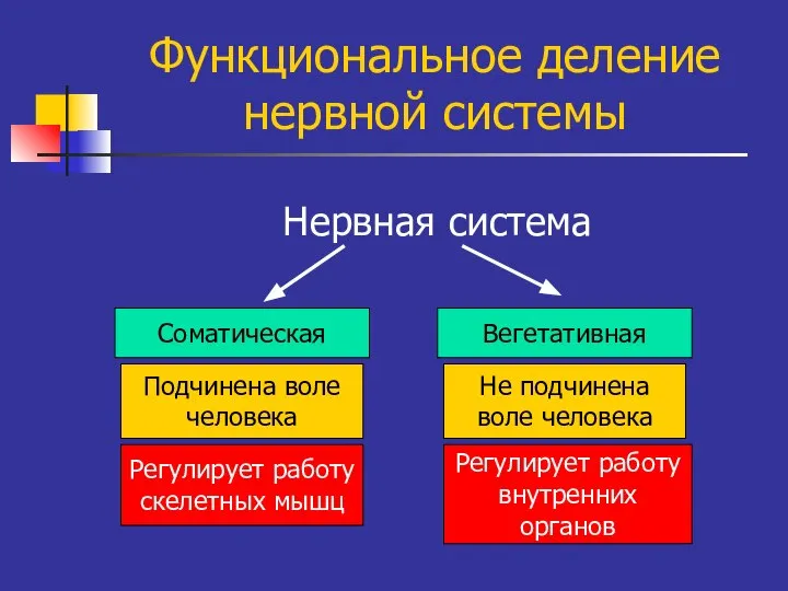 Функциональное деление нервной системы Нервная система Соматическая Вегетативная Подчинена воле человека Регулирует