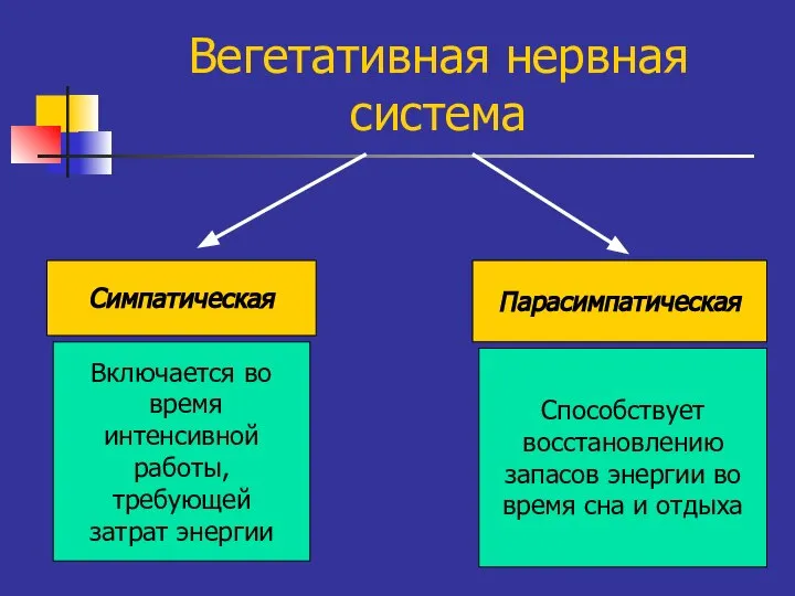 Вегетативная нервная система Симпатическая Парасимпатическая Включается во время интенсивной работы, требующей затрат