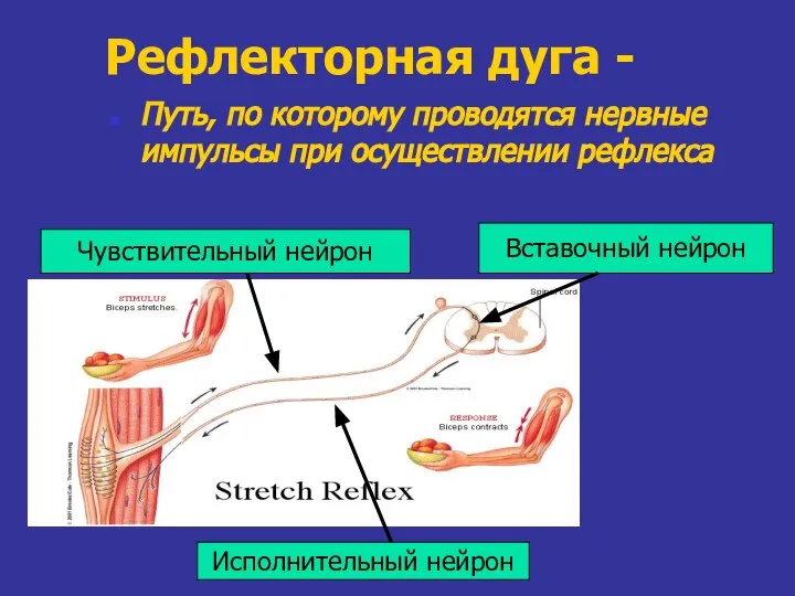 Рефлекторная дуга - Путь, по которому проводятся нервные импульсы при осуществлении рефлекса