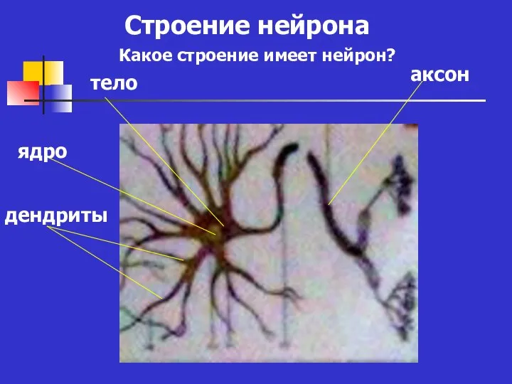 Строение нейрона ядро тело аксон дендриты Какое строение имеет нейрон?