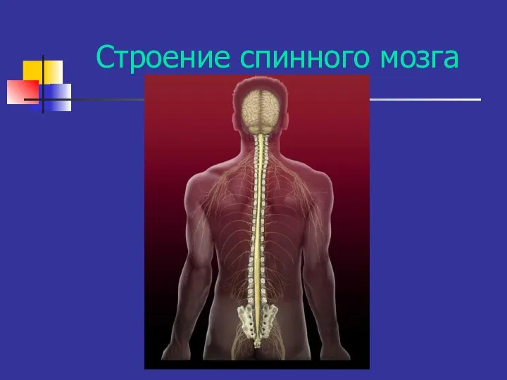 Строение спинного мозга