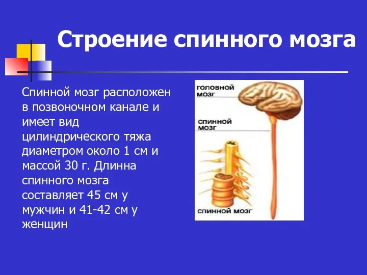 Строение спинного мозга Спинной мозг расположен в позвоночном канале и имеет вид