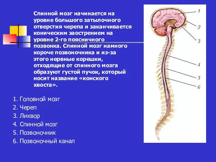 Спинной мозг начинается на уровне большого затылочного отверстия черепа и заканчивается коническим