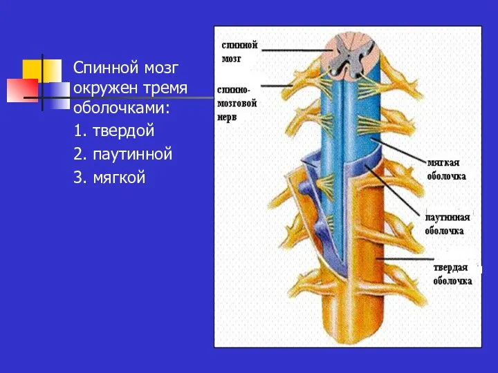 Спинной мозг окружен тремя оболочками: 1. твердой 2. паутинной 3. мягкой