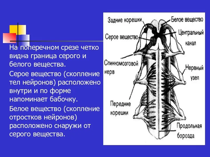 На поперечном срезе четко видна граница серого и белого вещества. Серое вещество