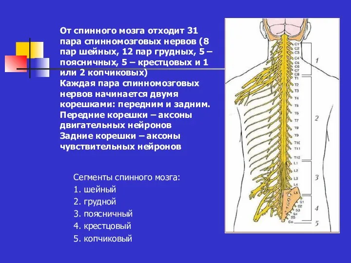 От спинного мозга отходит 31 пара спинномозговых нервов (8 пар шейных, 12