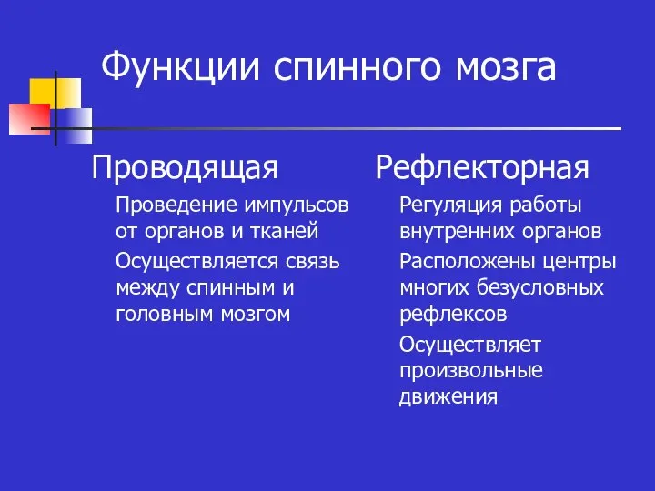 Функции спинного мозга Проводящая Проведение импульсов от органов и тканей Осуществляется связь