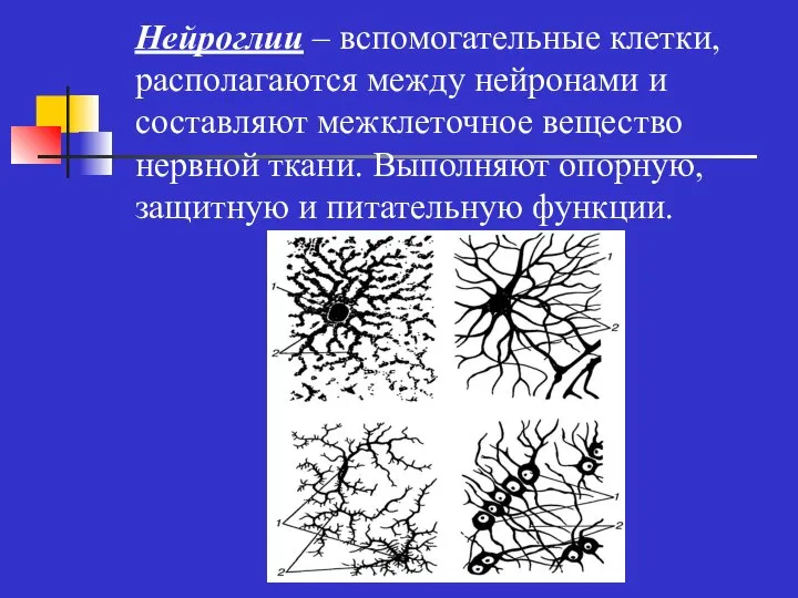 Нейроглии – вспомогательные клетки, располагаются между нейронами и составляют межклеточное вещество нервной