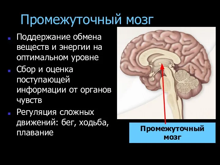 Промежуточный мозг Поддержание обмена веществ и энергии на оптимальном уровне Сбор и