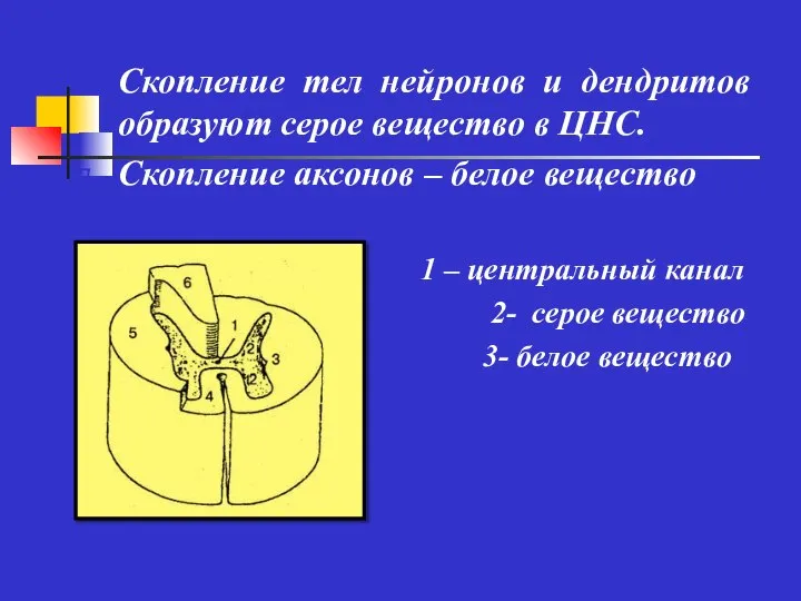 Скопление тел нейронов и дендритов образуют серое вещество в ЦНС. Скопление аксонов