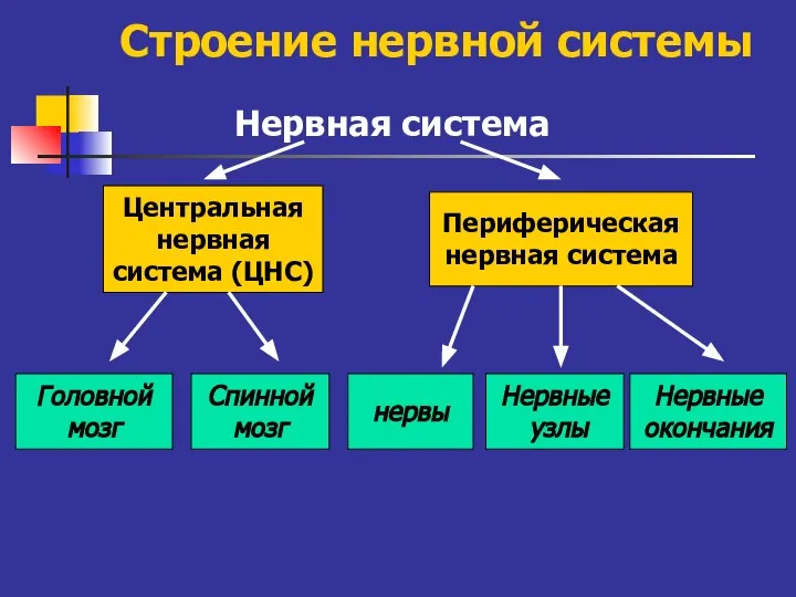 Строение нервной системы Нервная система Центральная нервная система (ЦНС) Периферическая нервная система