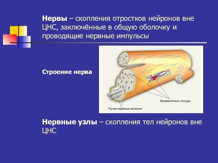 Нервы – скопления отростков нейронов вне ЦНС, заключённые в общую оболочку и