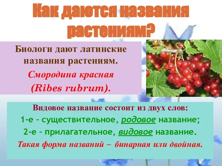 Биологи дают латинские названия растениям. Смородина красная (Ribes rubrum). Видовое название состоит