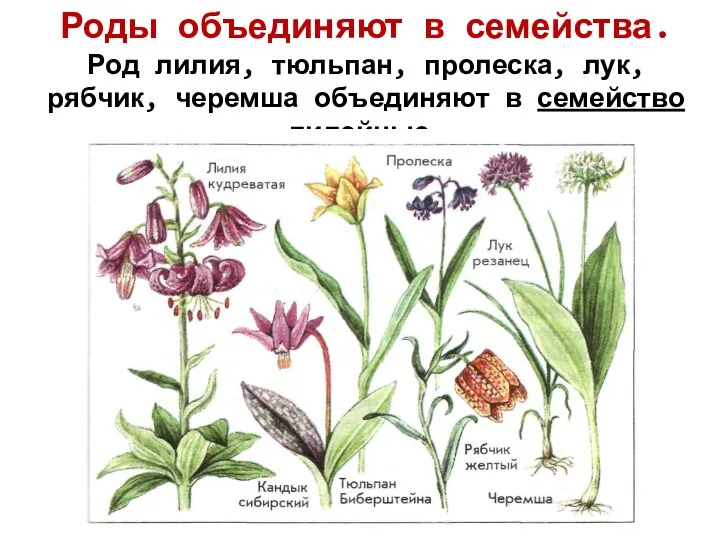 Роды объединяют в семейства. Род лилия, тюльпан, пролеска, лук, рябчик, черемша объединяют в семейство лилейные.