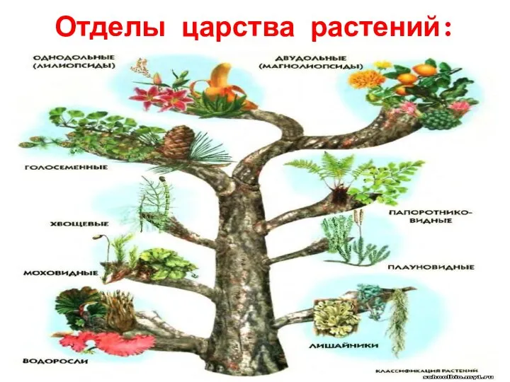 Отделы царства растений: