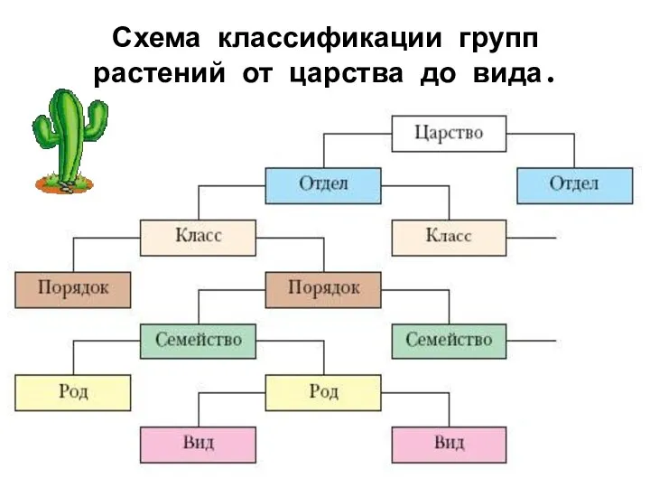 Схема классификации групп растений от царства до вида.