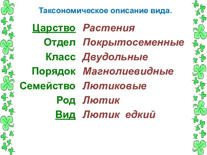 Таксономическое описание вида. Царство Отдел Класс Порядок Семейство Род Вид Растения Покрытосеменные