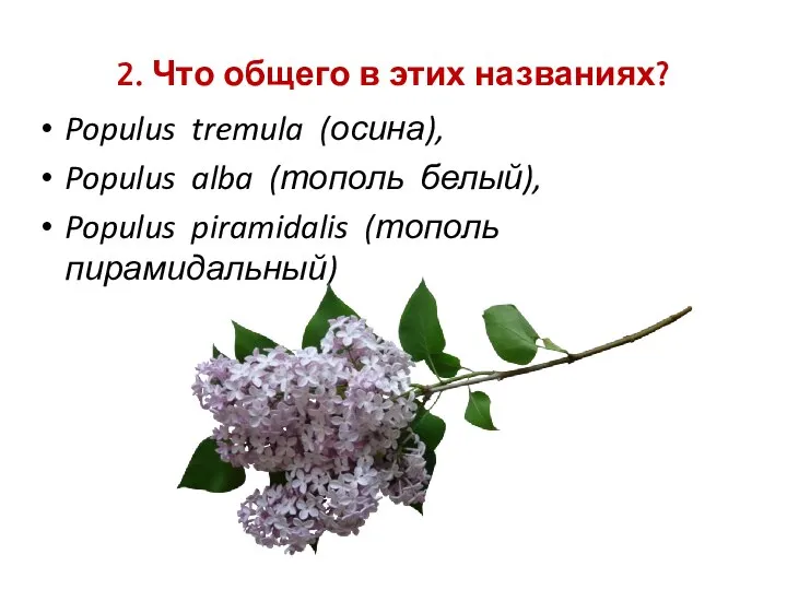 2. Что общего в этих названиях? Populus tremula (осина), Populus alba (тополь