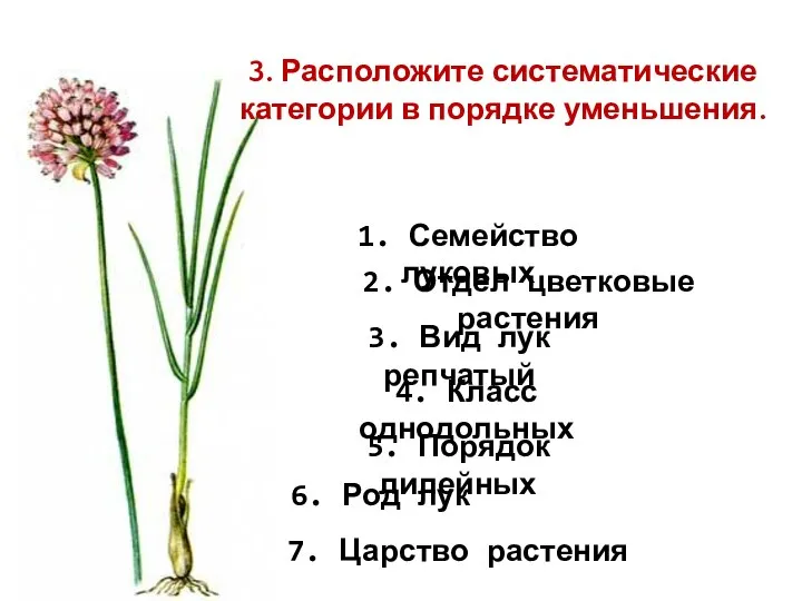 1. Семейство луковых 2. Отдел цветковые растения 3. Вид лук репчатый 4.