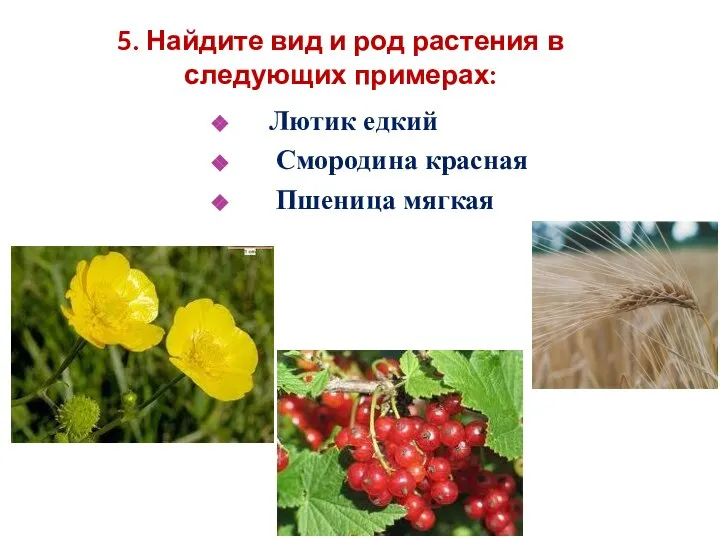 5. Найдите вид и род растения в следующих примерах: Лютик едкий Смородина красная Пшеница мягкая