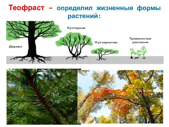 Теофраст – определил жизненные формы растений: