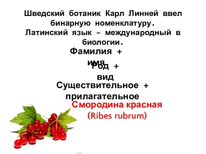 Шведский ботаник Карл Линней ввел бинарную номенклатуру. Латинский язык – международный в