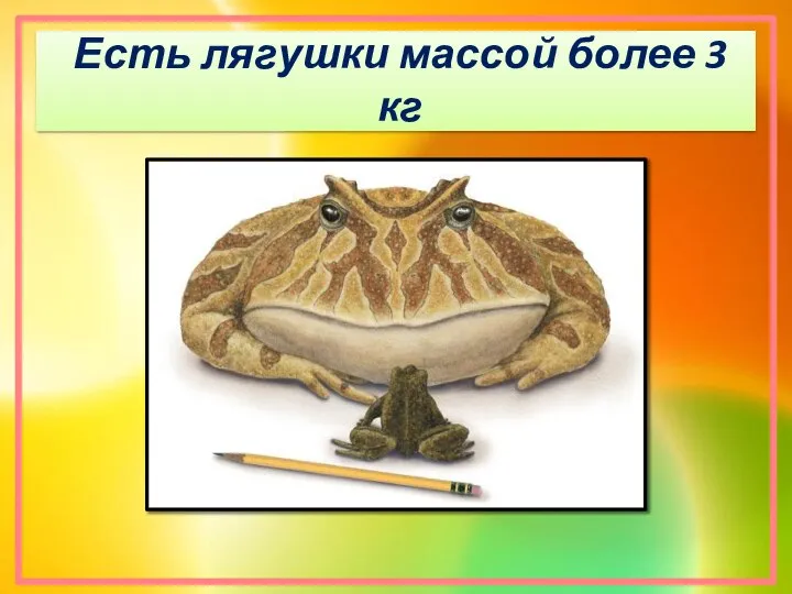 Есть лягушки массой более 3 кг