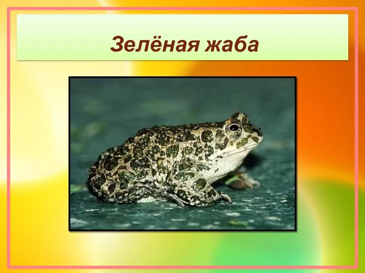 Зелёная жаба